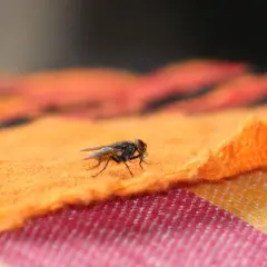 Eine Fliege auf orangefarbenem Stoff. Was tun gegen Fliegen beim Grillen? Diese Plagegeister verderben den Appetit.