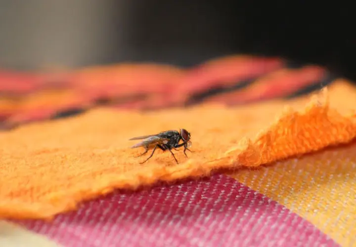 Eine Fliege auf orangefarbenem Stoff. Was tun gegen Fliegen beim Grillen? Diese Plagegeister verderben den Appetit.