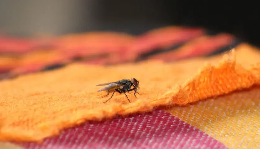 Eine Fliege auf orangefarbenem Stoff. Was tun gegen Fliegen beim Grillen? Diese Plagegeister verderben den Appetit.