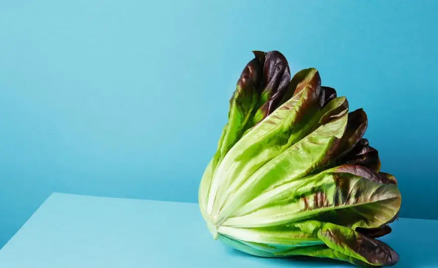 Bekömmliche Salate und Gemüse - so werden sie gut verträglich