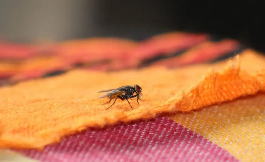 Fliegen beim Grillen fernhalten - was wirklich hilft