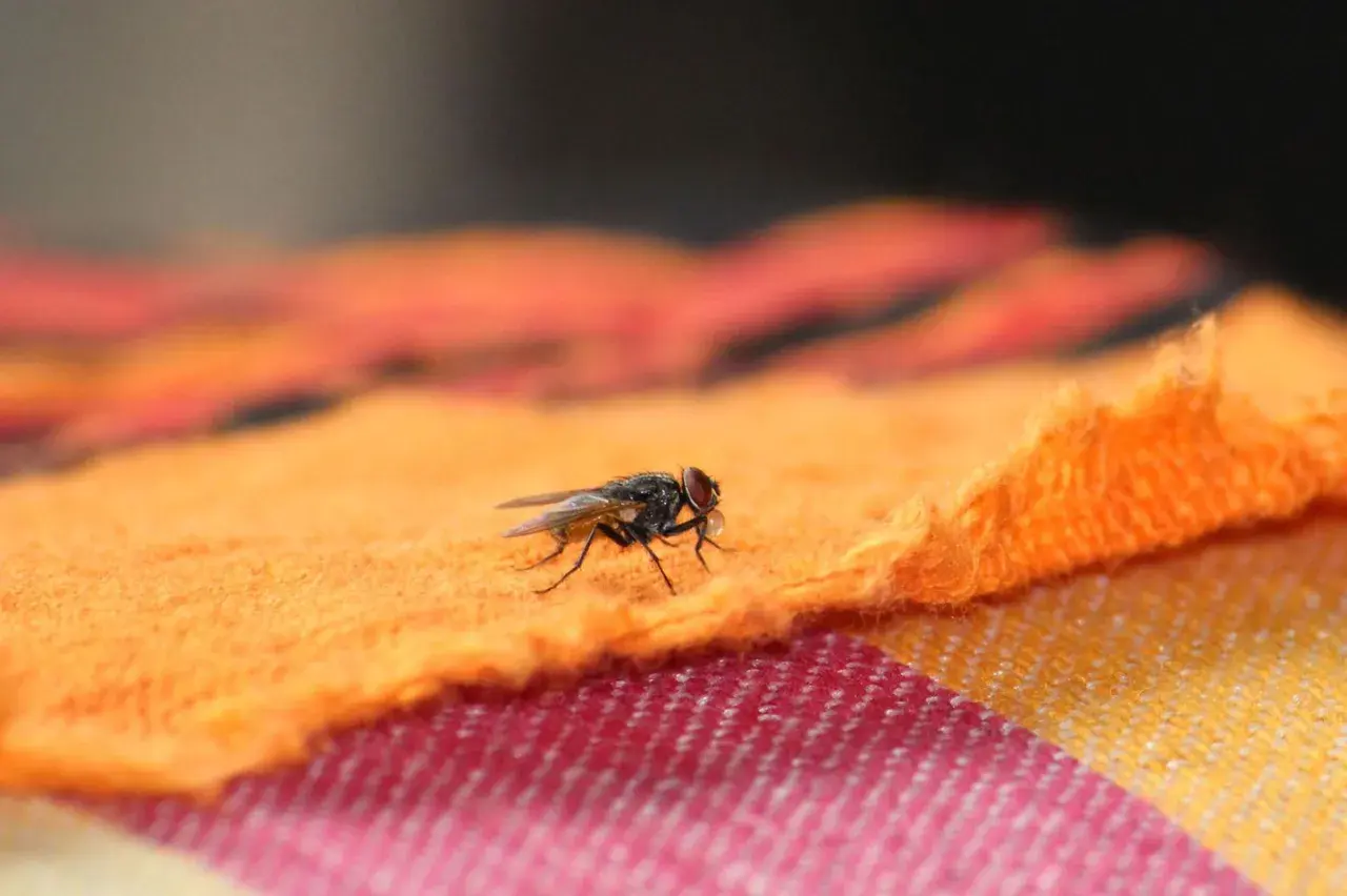 Eine Fliege auf orangefarbenem Stoff. Was tun gegen Fliegen beim Grillen? Diese Plagegeister verderben den Appetit.